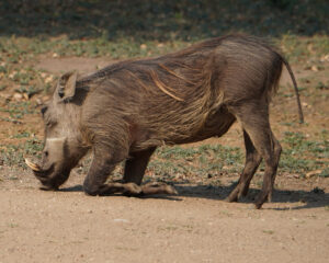 Warthog